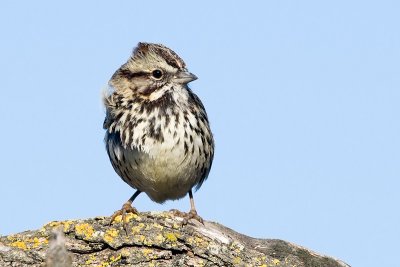 Song Sparrow