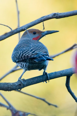 Northern Flicker