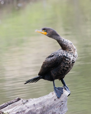 Double-crested Cormorant