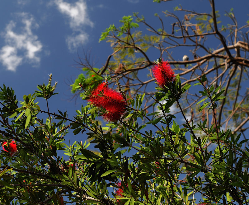 Bottlebrush2.jpg