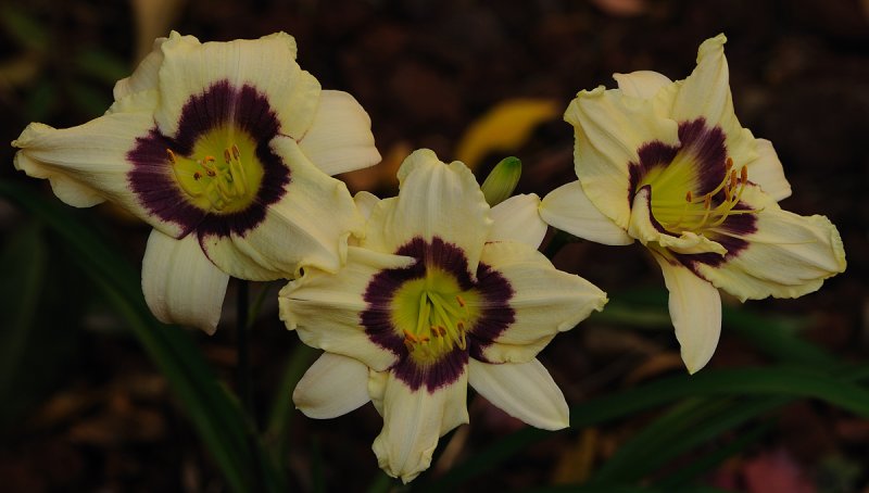 Triple daylily1.jpg