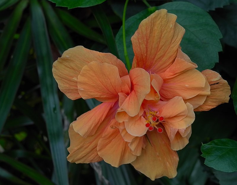 Peach Hibiscus.jpg