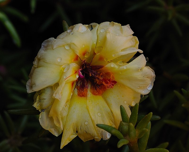 Yellow Portulaca.jpg