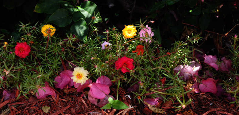 Pretty Portulaca.jpg