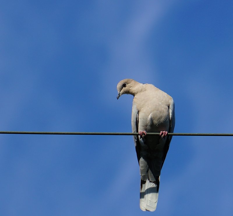Bird3sony18200.jpg