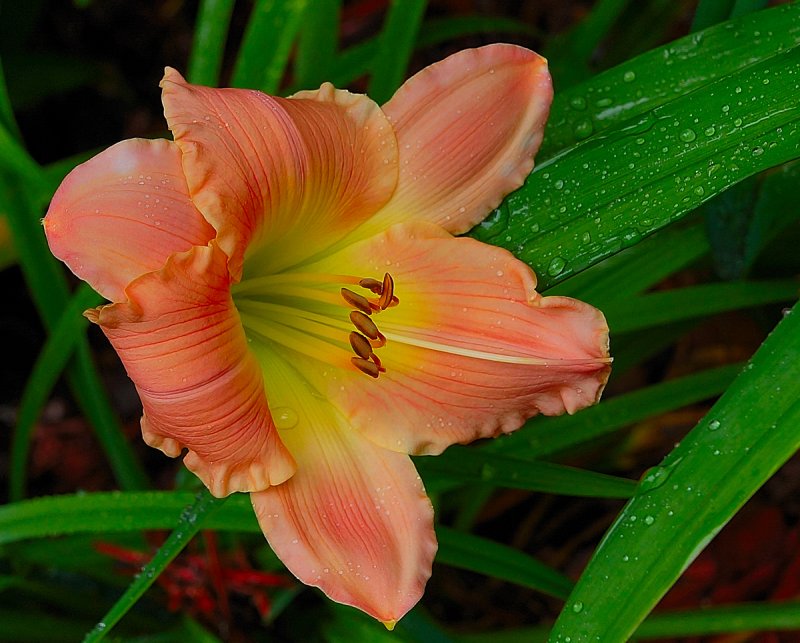 Apricot Daylily.jpg