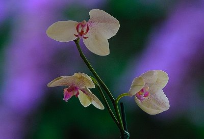Moms Orchid.jpg