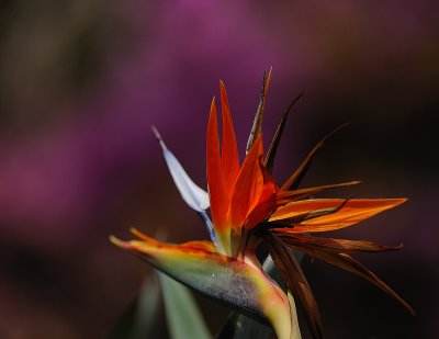 BirdofParadise300f4.jpg