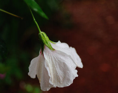 White Hibiscus35D.jpg