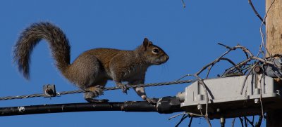 Squirrel on wire.jpg