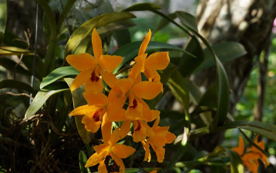 Orchids6.jpg