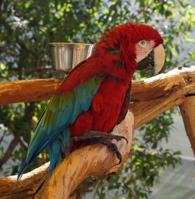 Parrot2.jpg