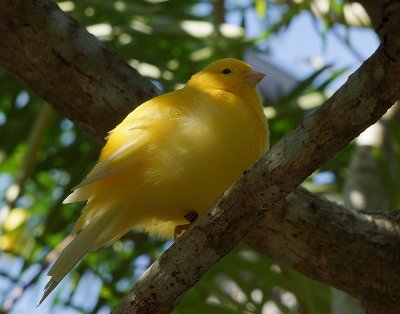 Yellow Bird.jpg