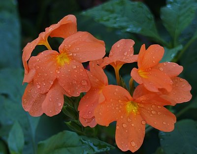 Orange flower macro.jpg