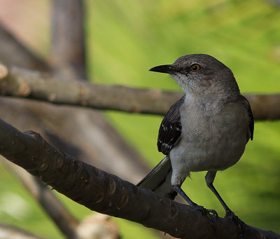 Bird pbase.jpg