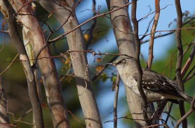 Bird pbase2.jpg