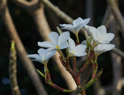 White flower pbase.jpg