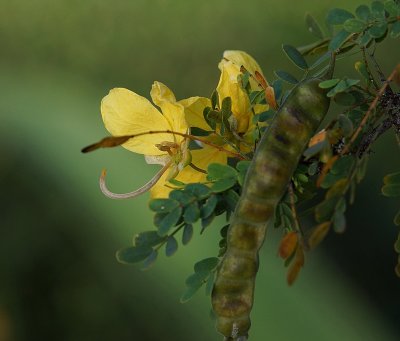 Yellow flower3 pbase.jpg