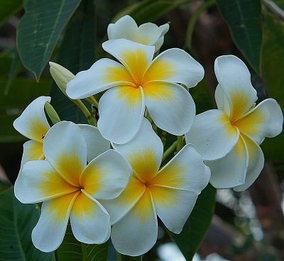 White yellow flower.jpg
