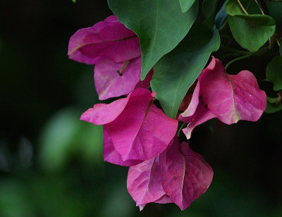 Red Boig.jpg