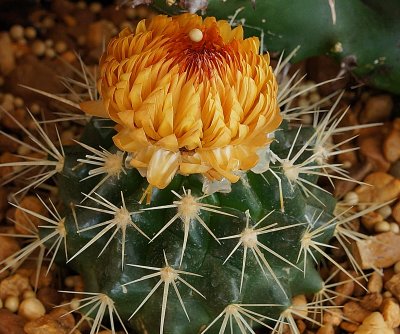 Cactus1650.jpg