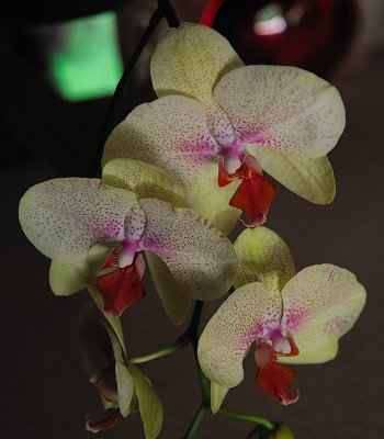 Moms Orchid.jpg