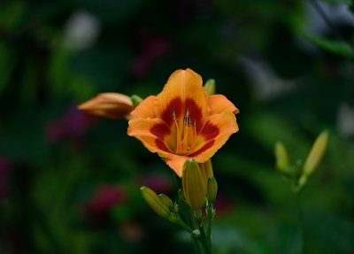 Dayliliy70200.jpg