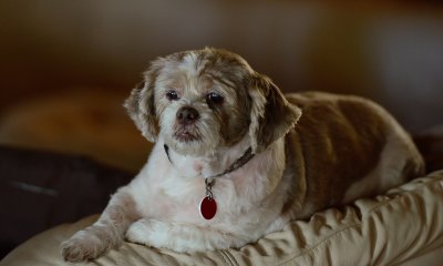 Abby52512.jpg