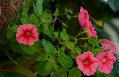 Petunias.jpg
