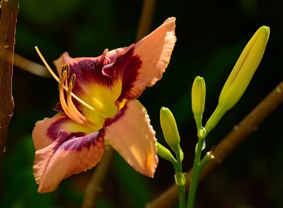 OrangeReddaylily70200.jpg