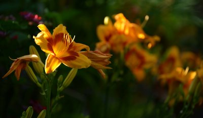 Dayliliies70300.jpg