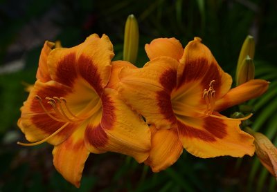 Double Daylily24mm.jpg