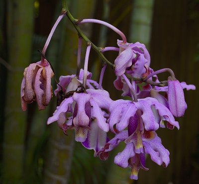 Milts Orchid.jpg