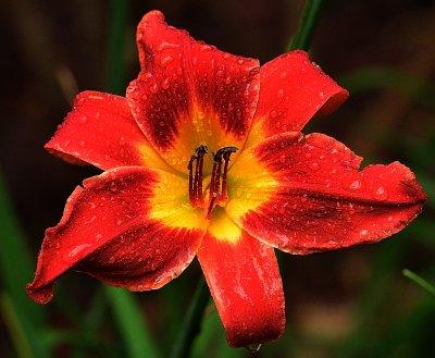 REDGOLDDAYLILY70200.jpg