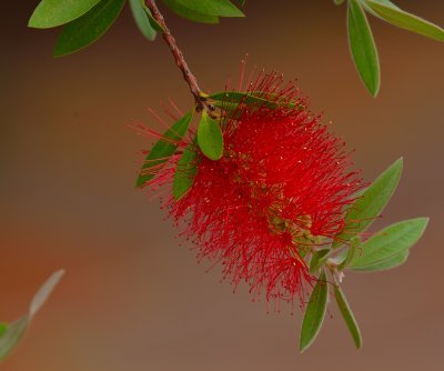 Bottlebrush Tree.jpg