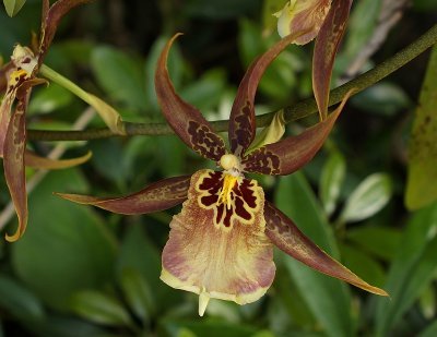 Orchidnikon24mm.jpg