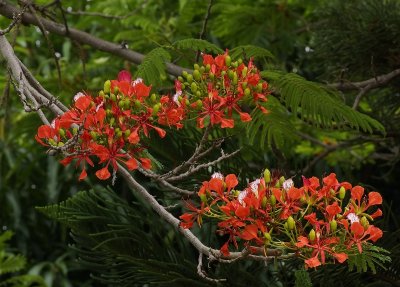 Royalpoincienna70200.jpg