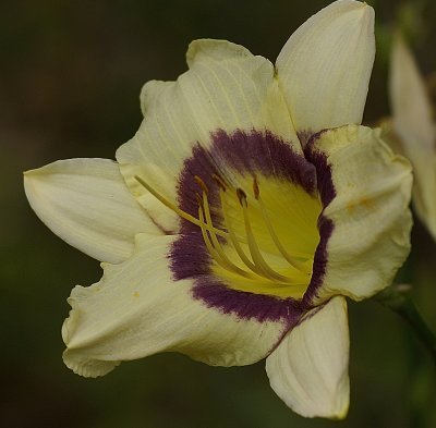Daylily70200.jpg