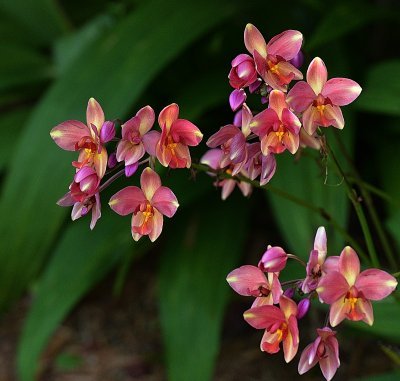 Fire Orchids70200.jpg
