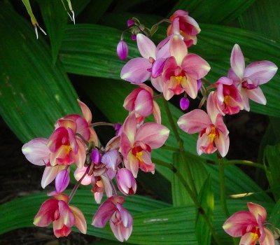 Fire Orchid.jpg