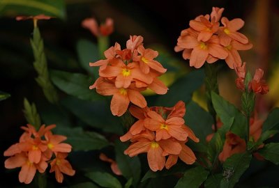 Orange Flowers.jpg