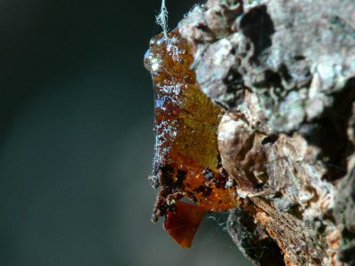 harpiksformer resin shapes 14.jpg