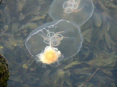 not_so_small_living_beings