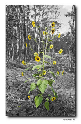 g4/53/32253/3/61431688.sunflower_2.jpg