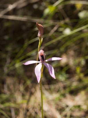 Black Tongue Orchid Caladenia congesta 1  .jpg