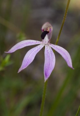 Black Tongue Orchid Caladenia congesta.jpg