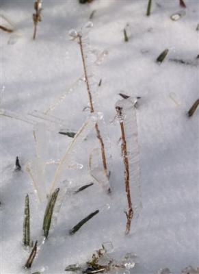 Grass frozen in time