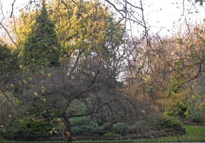 Buckingham Palace Gardens
