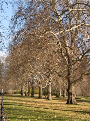 Trees in St James Park