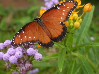 Queen Butterfly with Tropical Milkweed and Mistflower